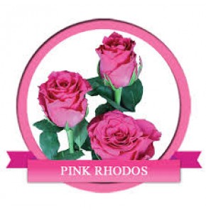 ΤΡΙΑΝΤΑΦΥΛΛΑ ΦΟΥΞΙΑ 60εκ. ROSEN PINK RHODOS 60cm